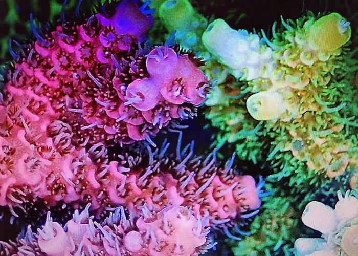 Coral Apartment