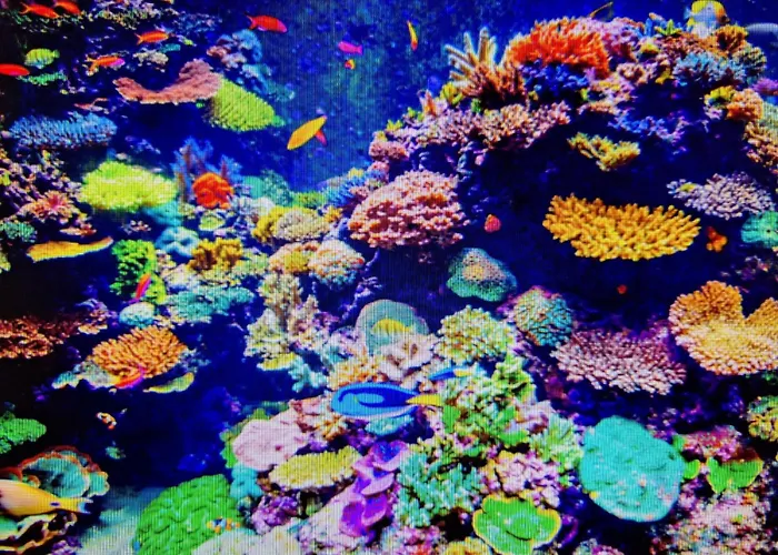 Coral Apartment