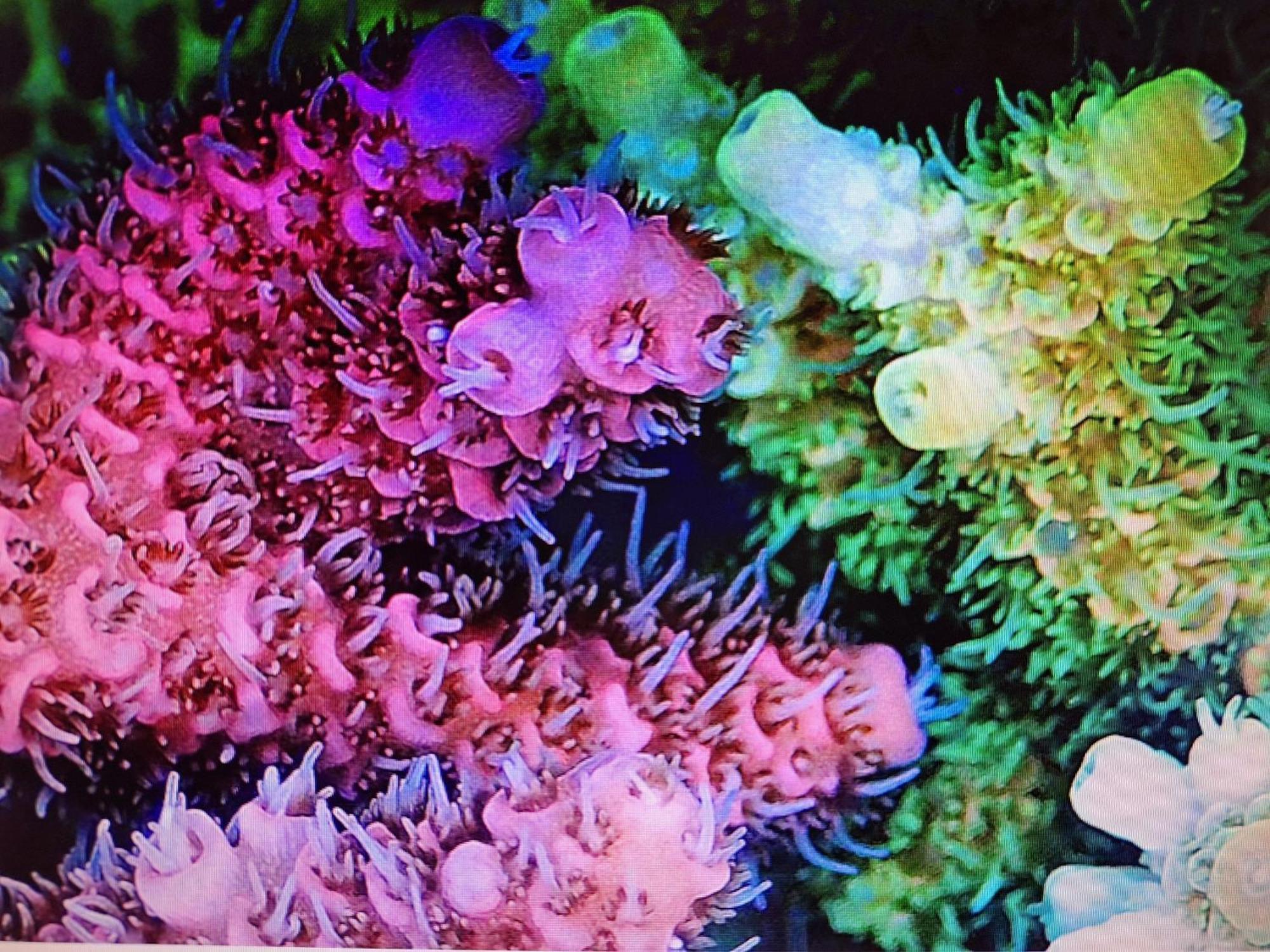Coral Targu Mures