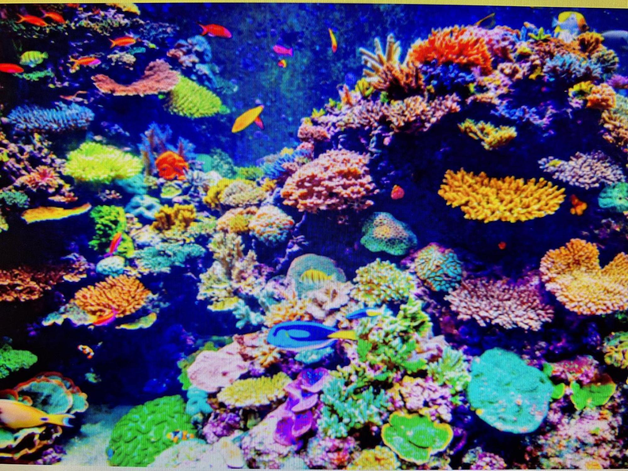 Apartment Coral